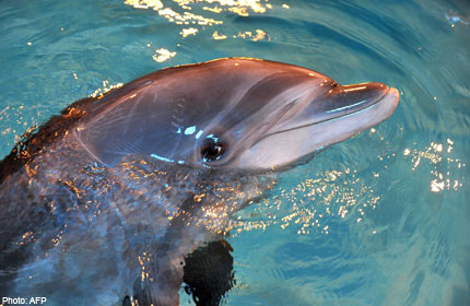 S Dolphin