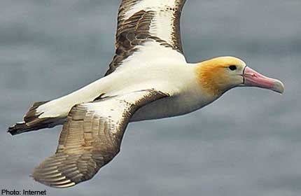 20120822.123630_internet_albatross.jpg