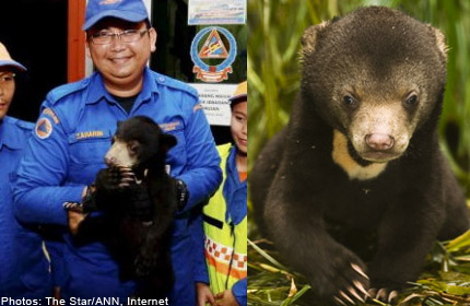 20121103.095632_sunbear.jpg