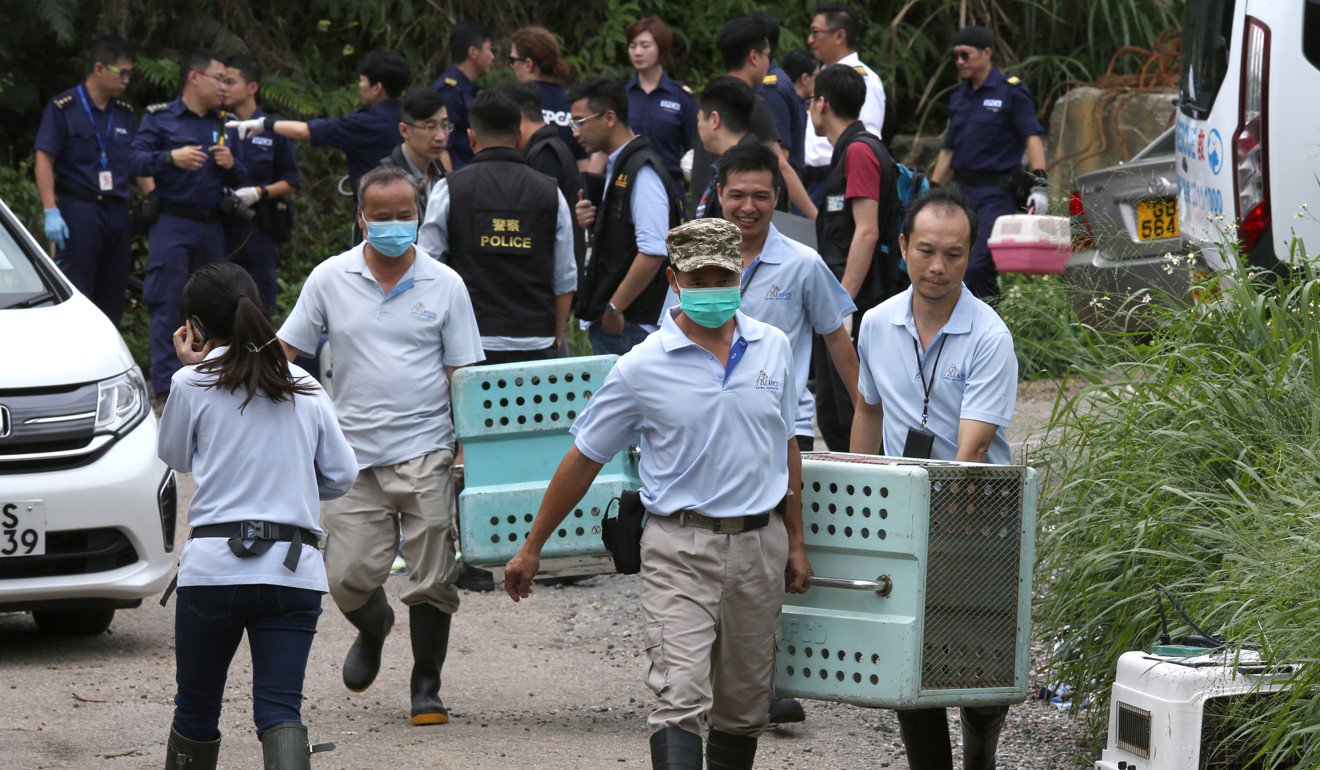 Animal shelter nightmare in Hong Kong: Inspectors discover 36 dead cats