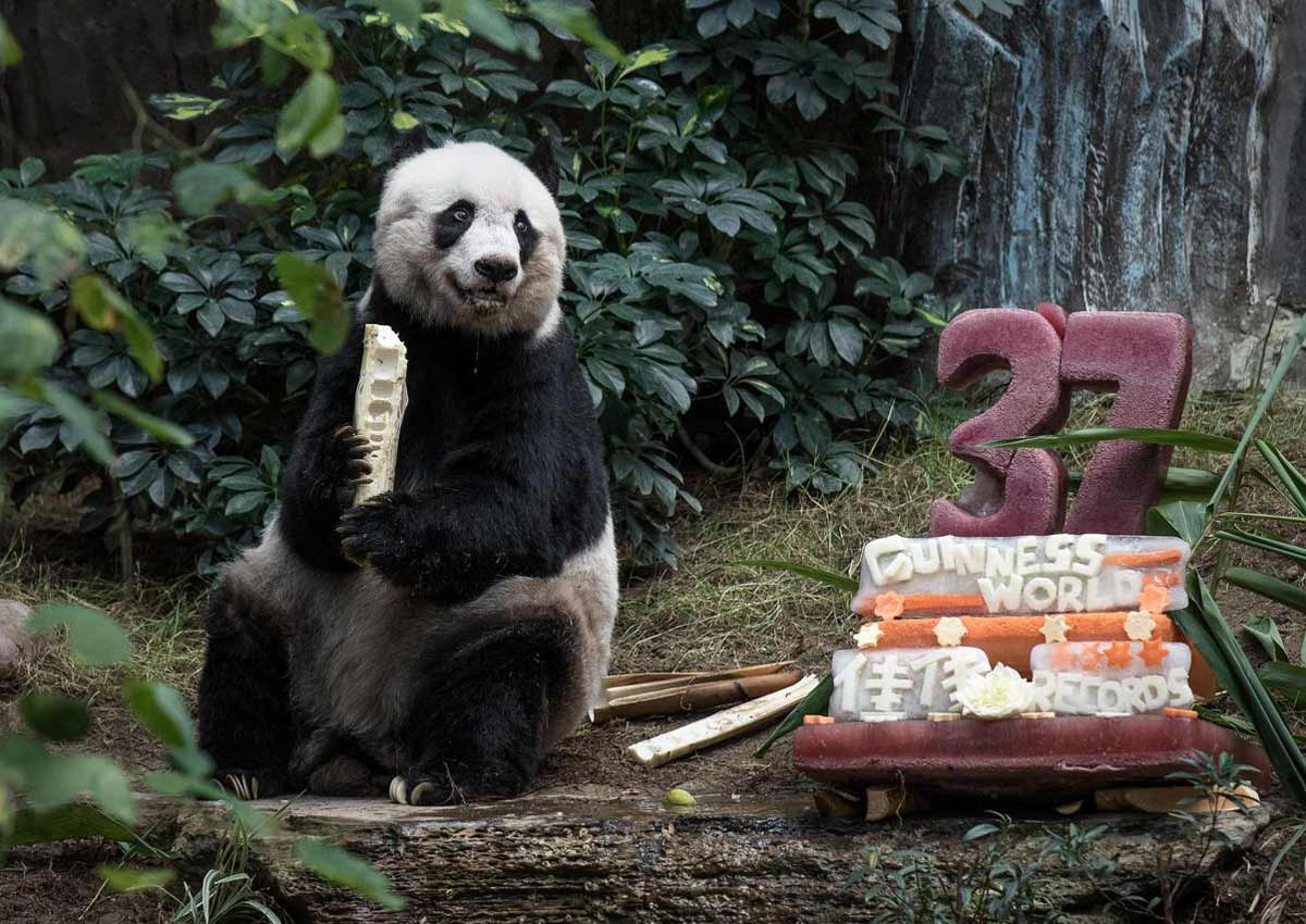 Worlds Oldest Giant Panda In Captivity Dies At Age 38 In Hong Kong Asia News Asiaone 