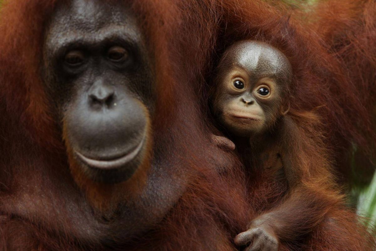 540 baby animals born in Singapore wildlife parks in 2017, News - AsiaOne