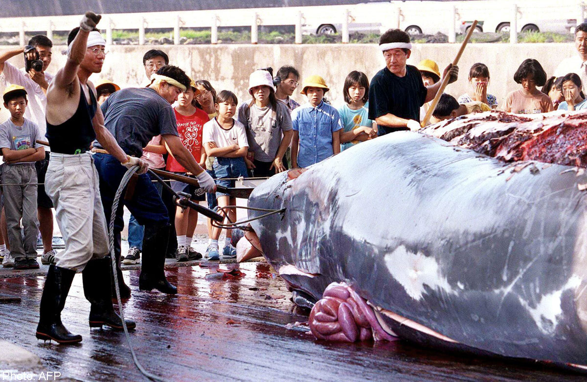 Japanese whale hunt uncensored fan photos