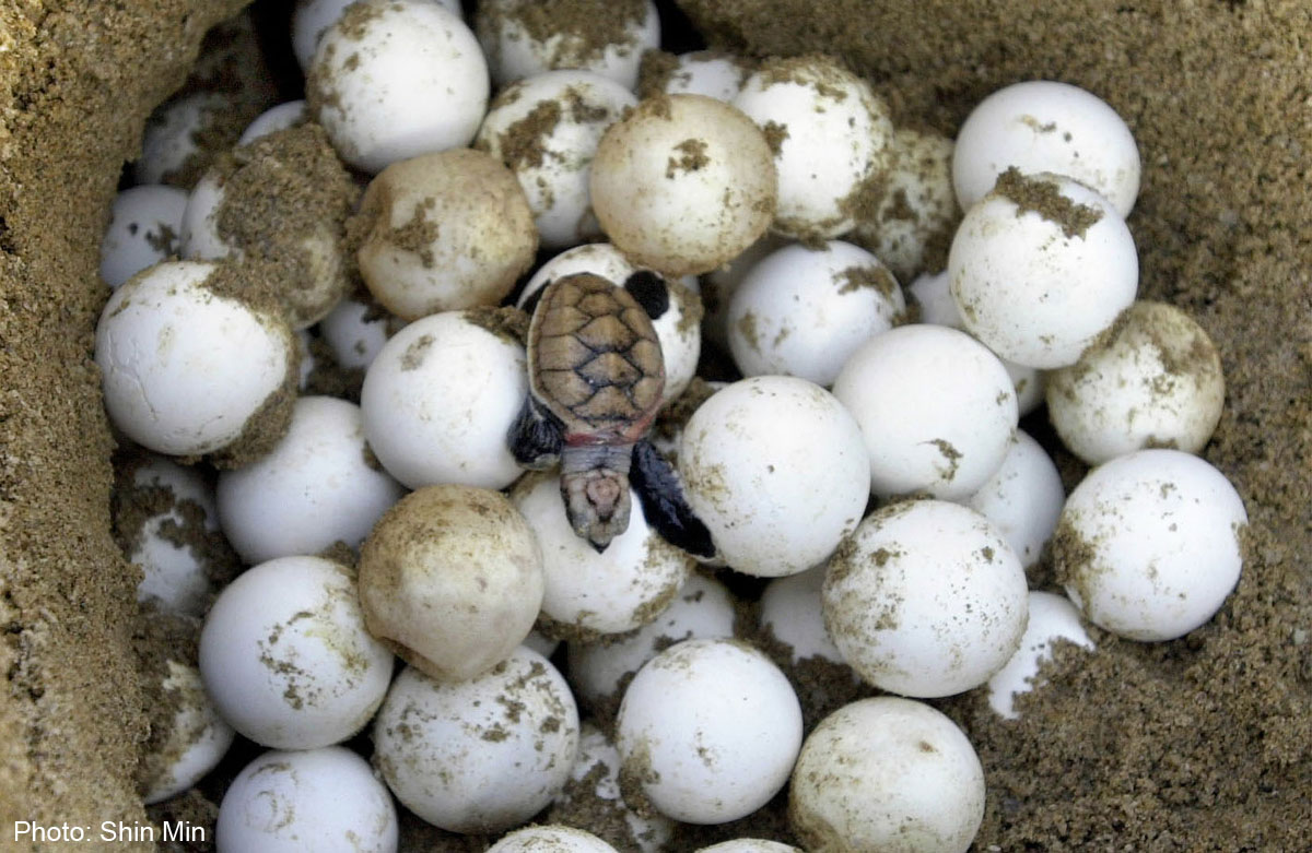 turtle-harvesting-trade-is-illegal-wwf