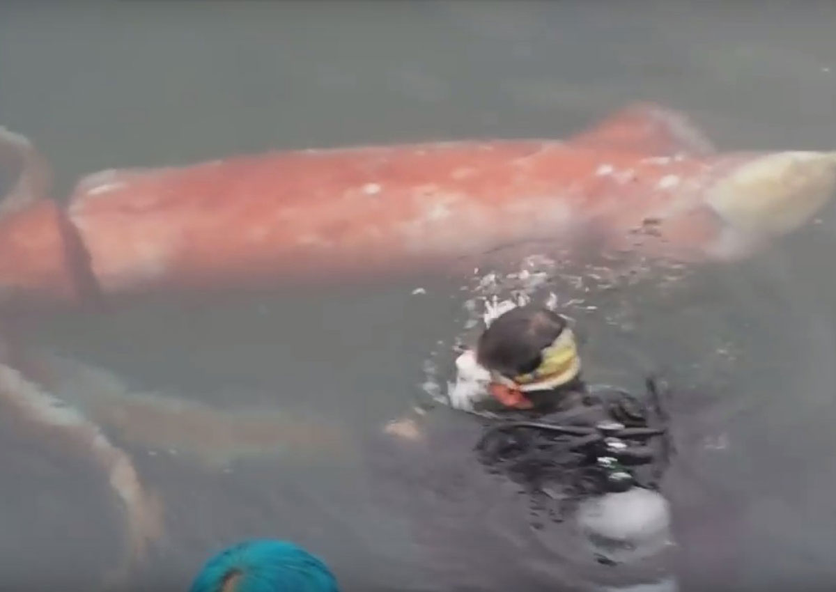 Caught on camera: Giant squid 3.7m-long makes rare appearance at