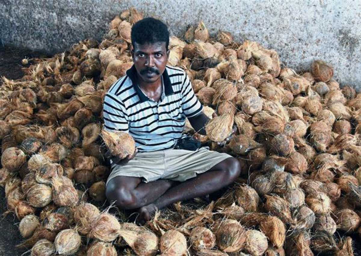 Supply shortage sees coconut prices in Malaysia up by 50, Malaysia