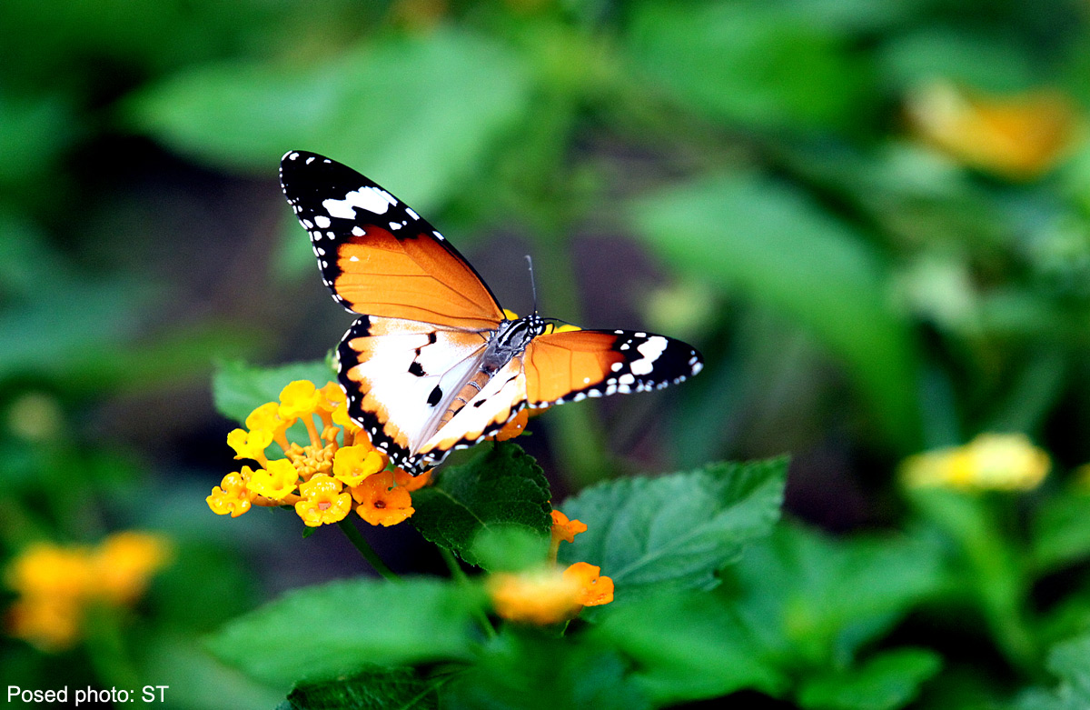 Boost for endangered butterflies | 9ija News - Breaking News