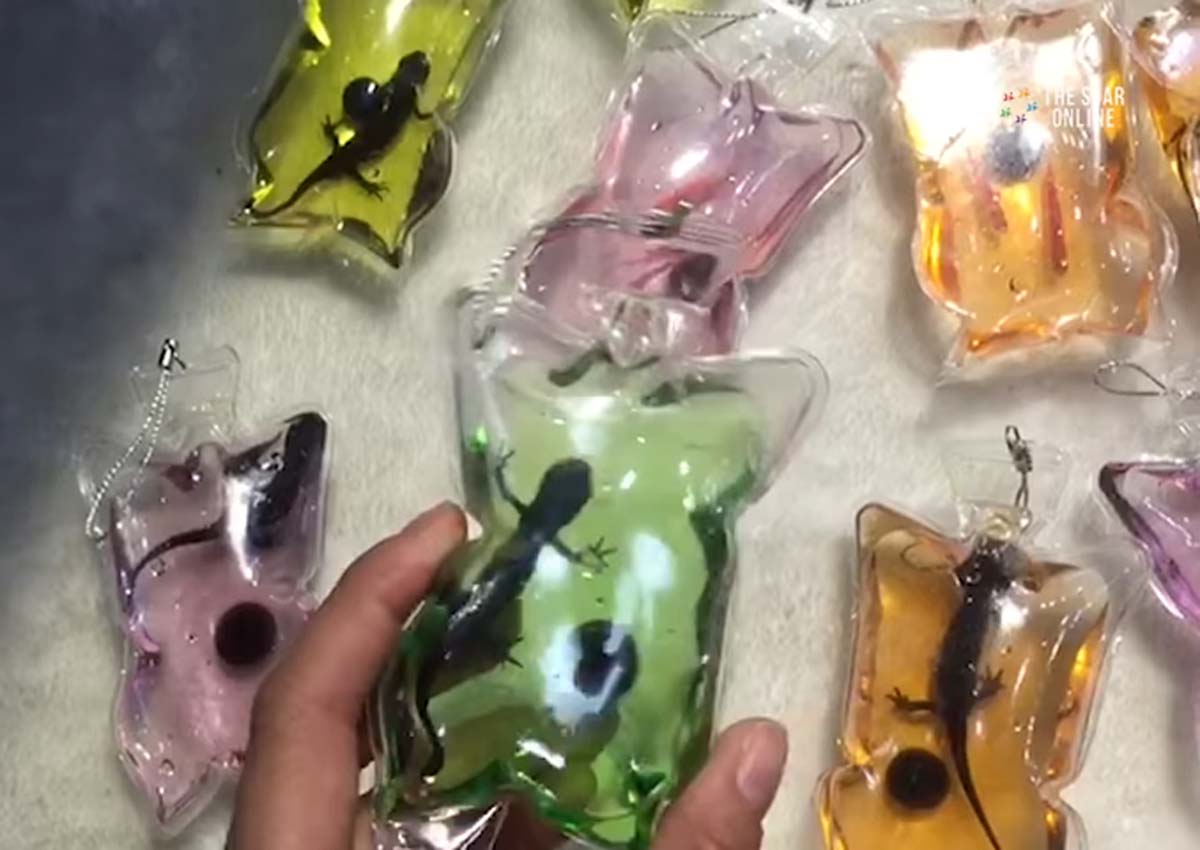 Live animals sold as keychains in China, Asia News - AsiaOne