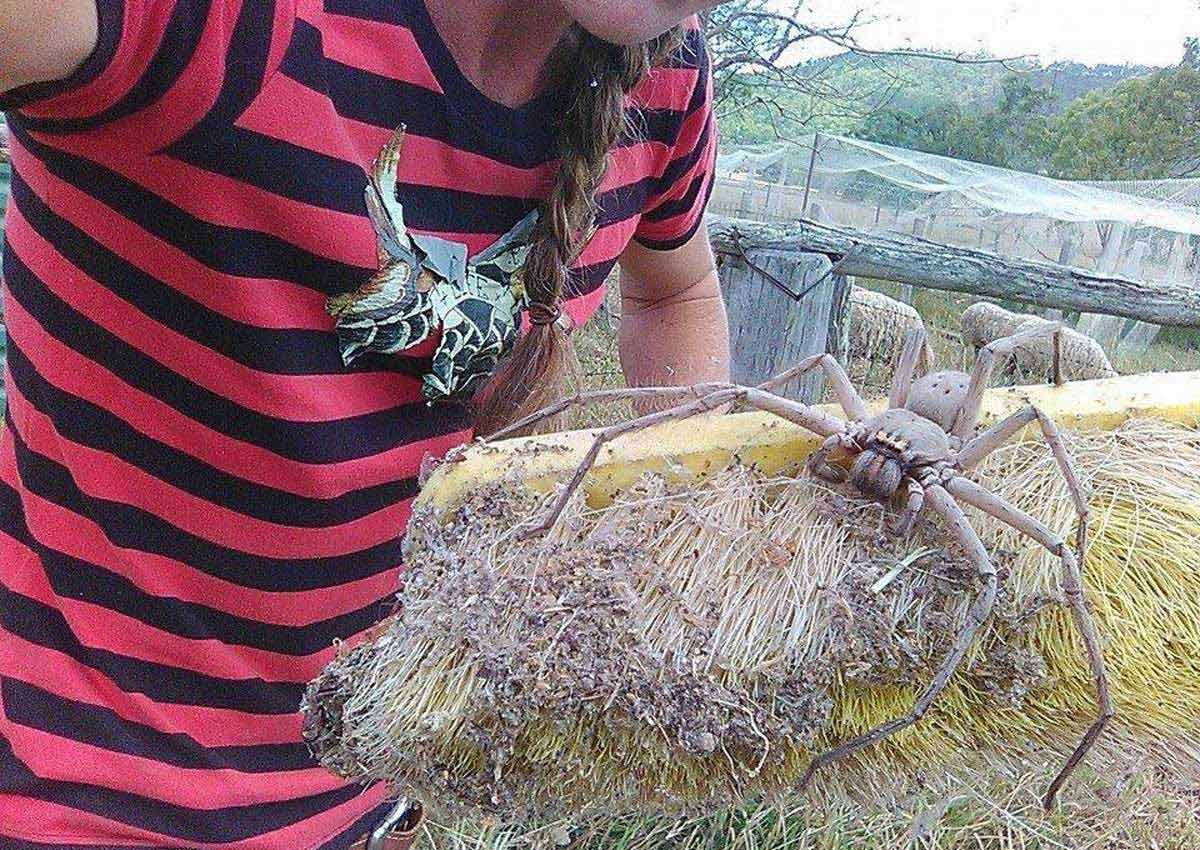 Is this the world's biggest Huntsman spider ever photographed?, World