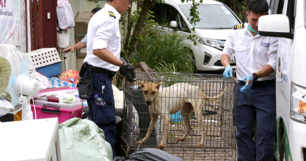 Animal shelter nightmare in Hong Kong: Inspectors discover 36 dead cats