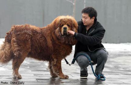 are tibetan mastiffs real