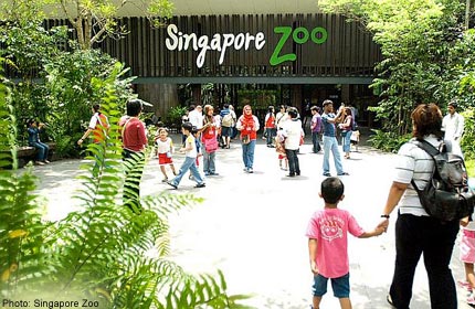 Singapore zoo celebrates its 40th birthday with activities and ...