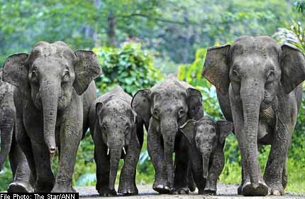 Sanctuary for Bornean elephants on the way