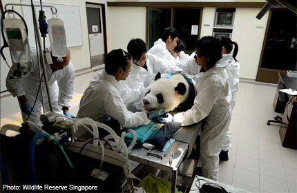 Pandas Jia Jia and Kai Kai undergo first medical examination