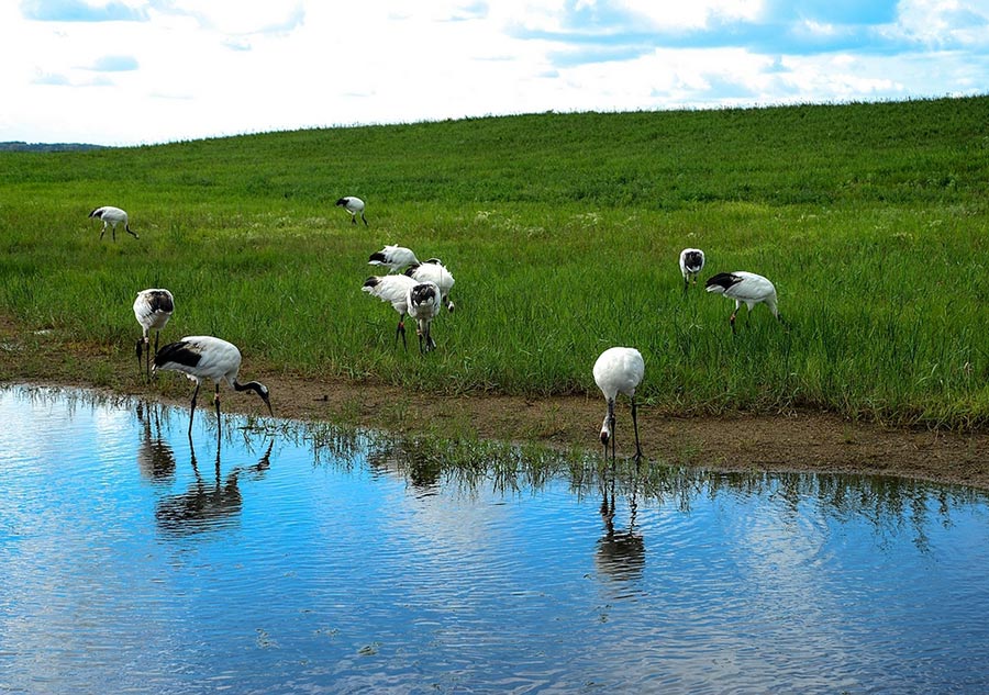 Водно болотные угодья озера ханка