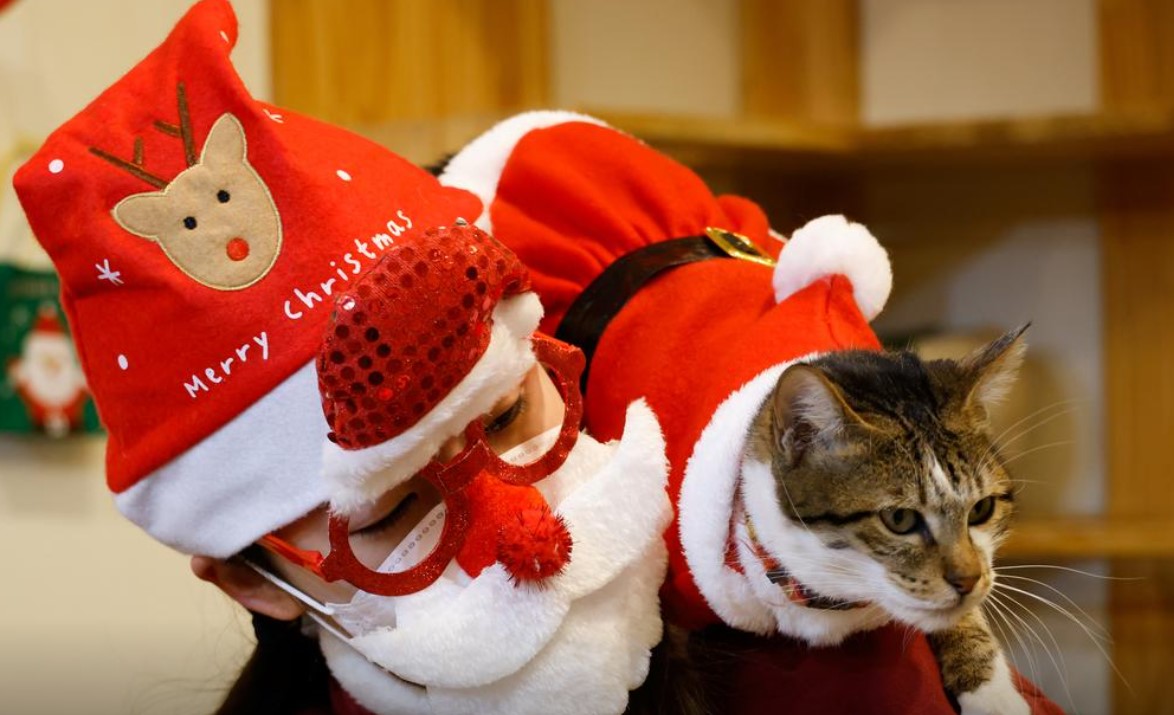 cat in santa suit