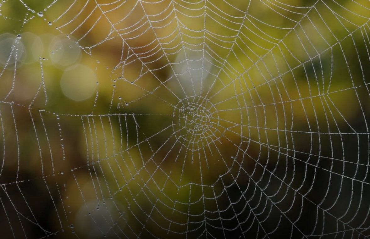 Listen to the music of a spider's web. Tell me what do you hear?