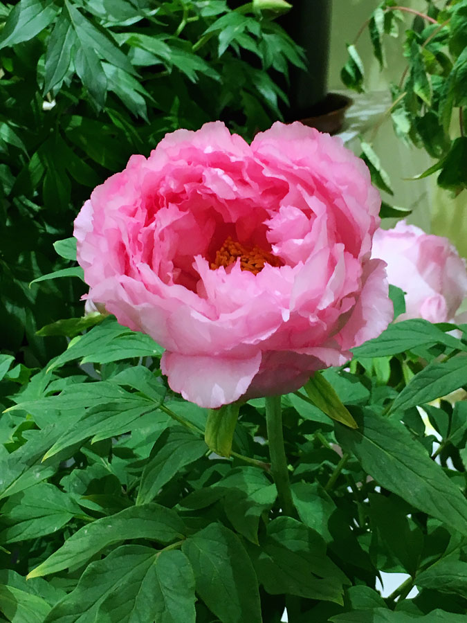 China selects peony as national flower, China News - AsiaOne