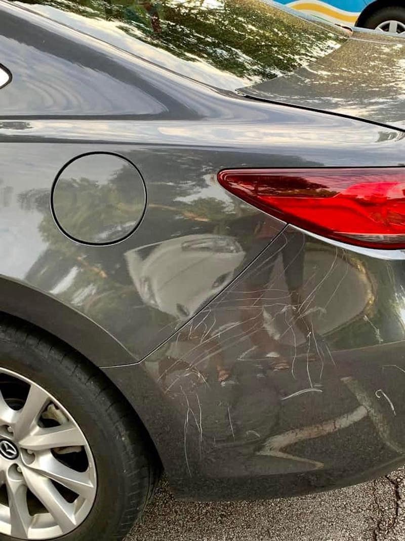 Fowl play: Wild peacock attacks innocent vehicle in Singapore car park