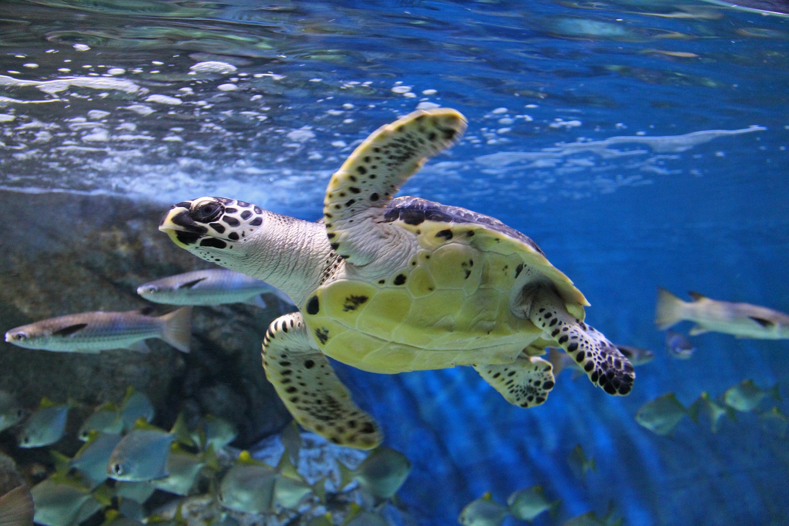 Rescued sea turtles find home in S.E.A Aquarium, News - AsiaOne