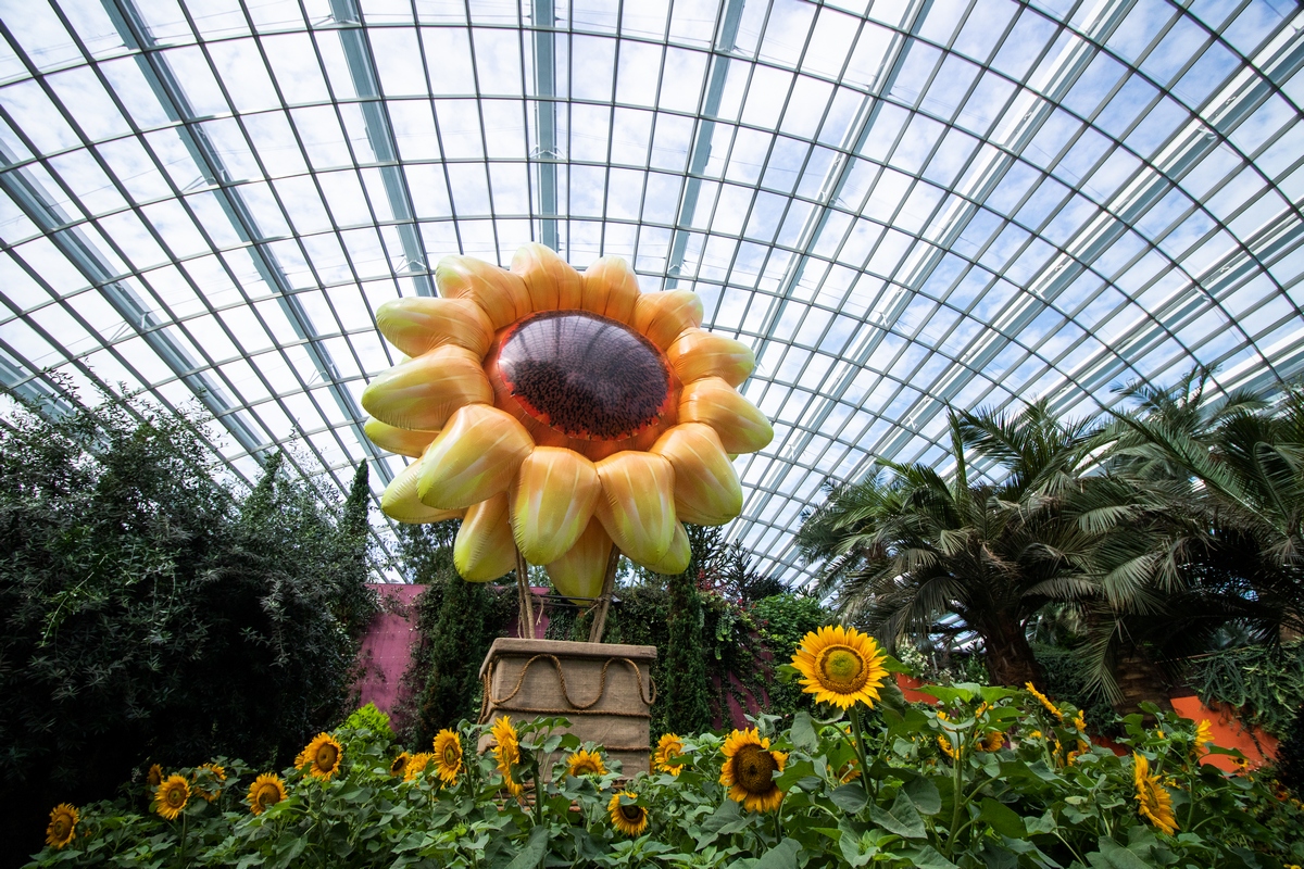 gardens-by-the-bay-s-flower-dome-paved-in-yellow-with-sunflower-display-news-asiaone