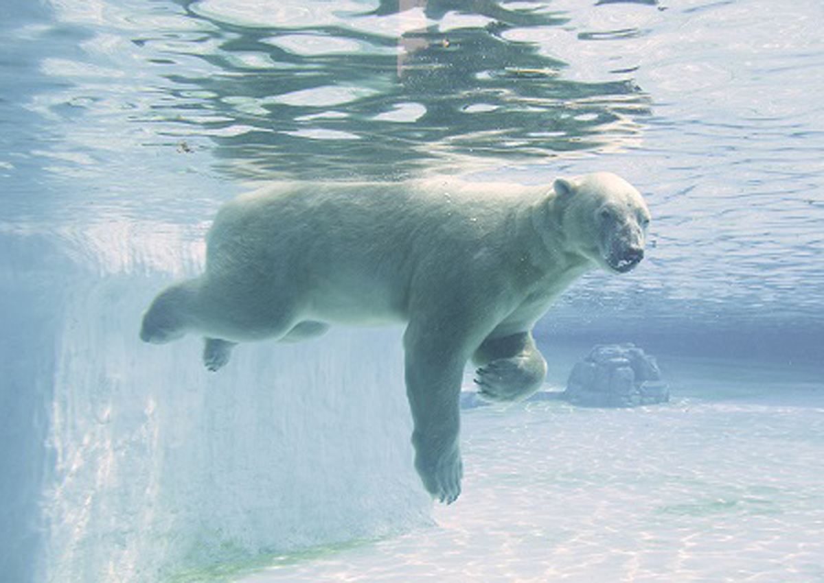 Singapore Zoo's 27-year-old polar bear Inuka may be put down, Singapore ...