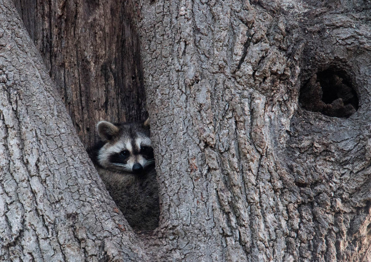 are racoons nocturnal animals