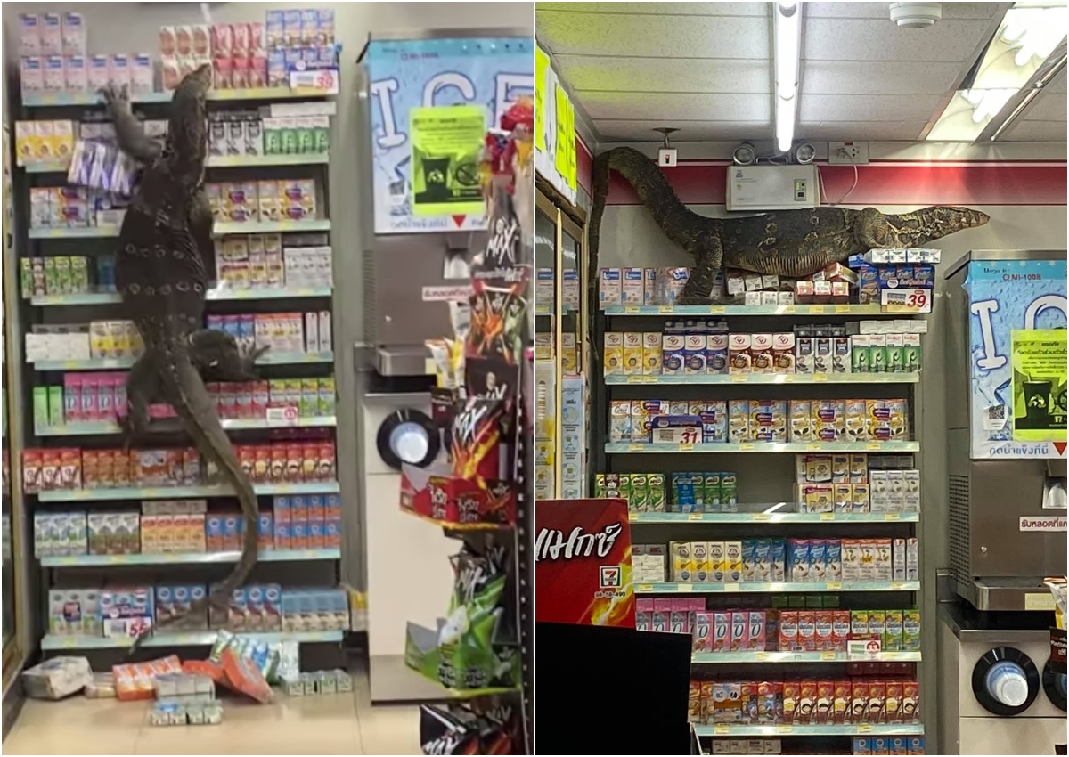 Godzilla? Monitor lizard descends upon Bangkok 7Eleven, terrorising