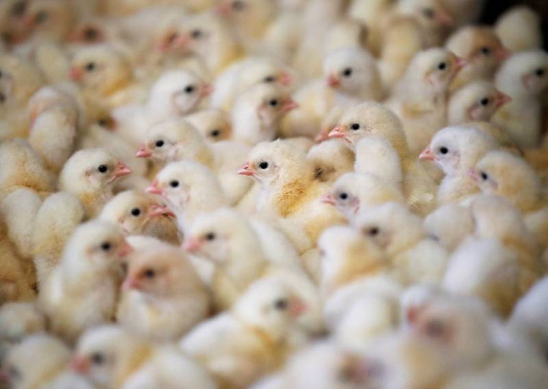 Rare upsurge in bird flu makes for worstever crisis in France, World