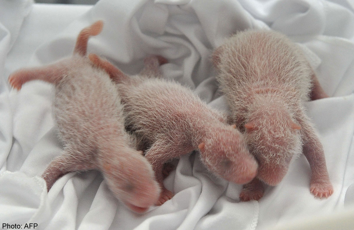 Какие рождаются. Детёныш панды 1 месяц. Newborn Panda. Маленькие панды 1 месяц. Месячные Детеныши панды.