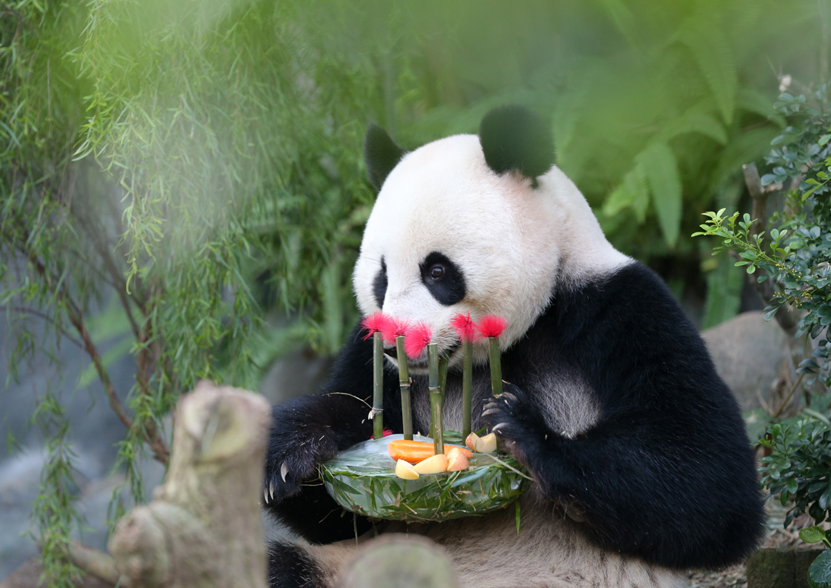 River Safari to host Panda Party for Kai Kai and Jia Jia, Singapore ...