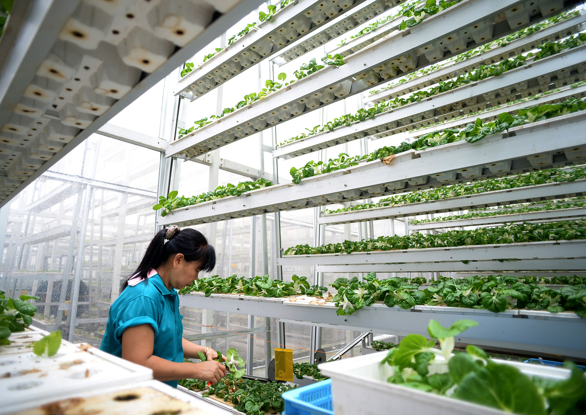 Бизнес проект выращивание. Сити ферма в Сингапуре. Вертикальная ферма Sky Greens Farms. Вертикальная ферма Sky Greens в Сингапуре. Вертикальные теплицы Сингапура.