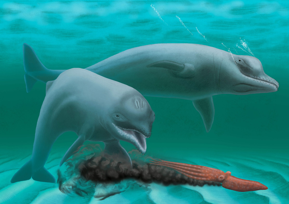 Древние дельфины