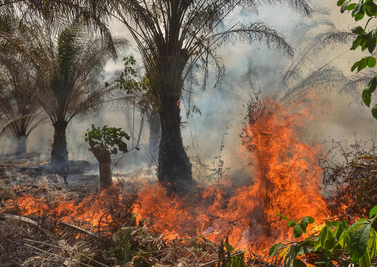 Shoot-on-sight order issued in Riau as growing forest and land fires ...