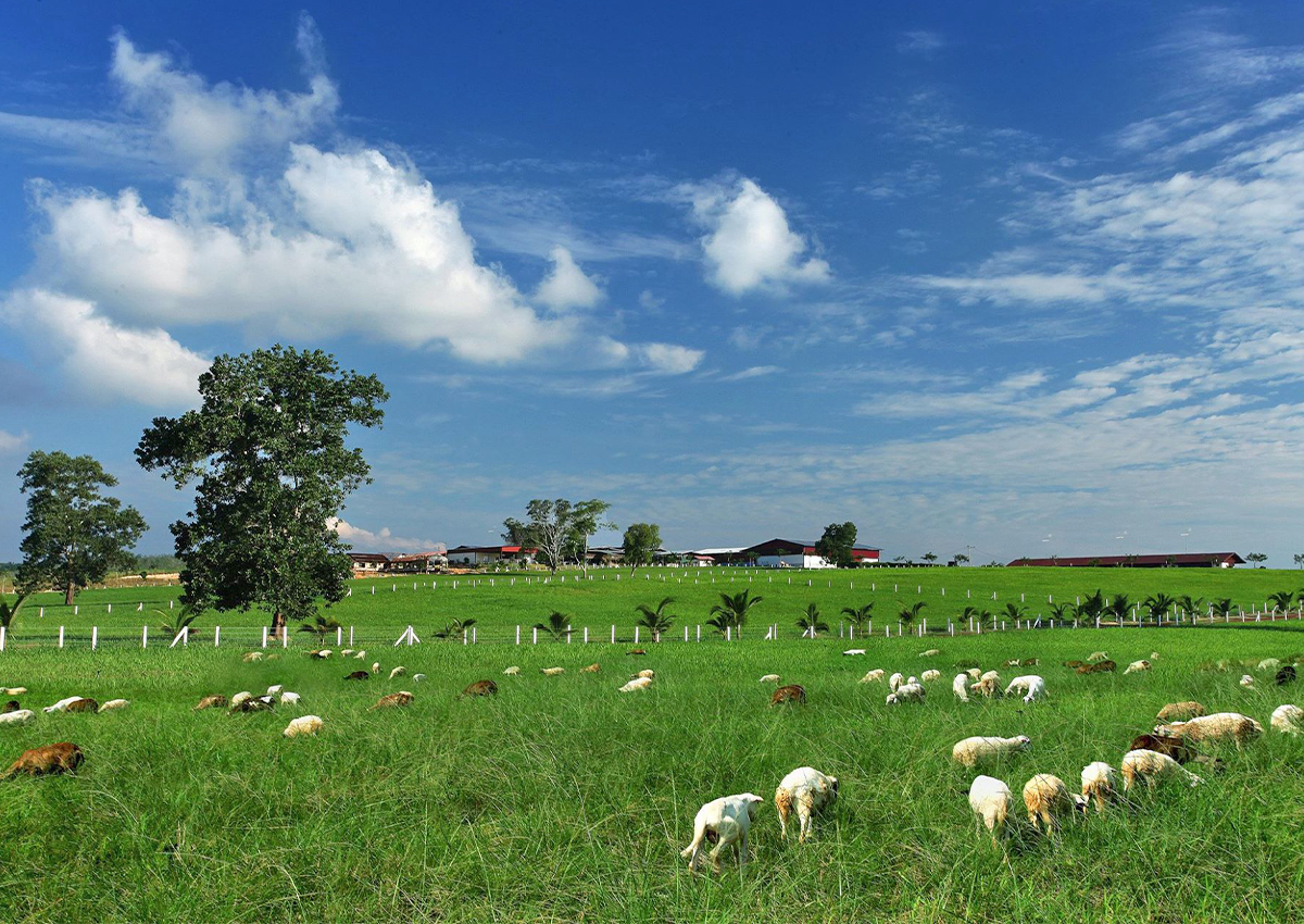 Uk farm