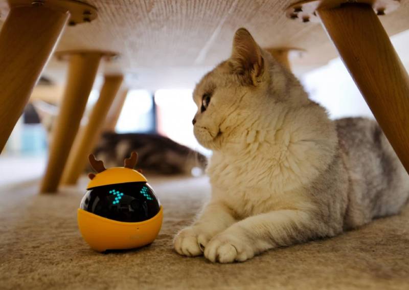 robot cat companion