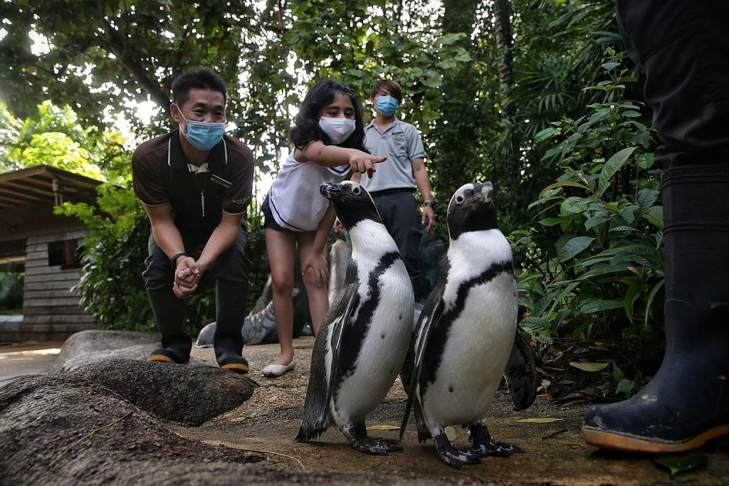 love-wildlife-you-can-now-adopt-an-animal-at-the-singapore-zoo