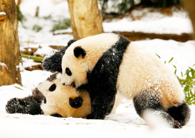 'Pure joy': Giant panda at US National Zoo gives birth to healthy cub