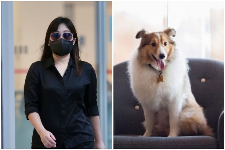 Owner Of Platinium Dogs Club Pet Hotel Jailed 2 Weeks Fined 35 700 For Failing To Care For Dogs Singapore News Asiaone