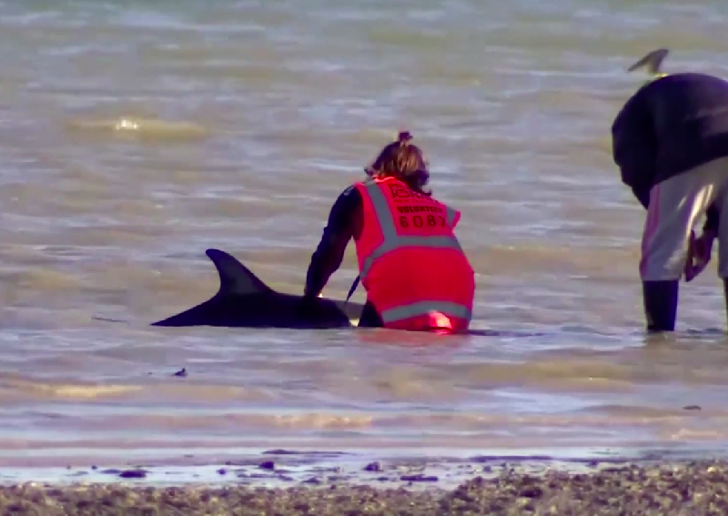 New Zealand rescuers use buckets, towels to save stranded dolphins ...