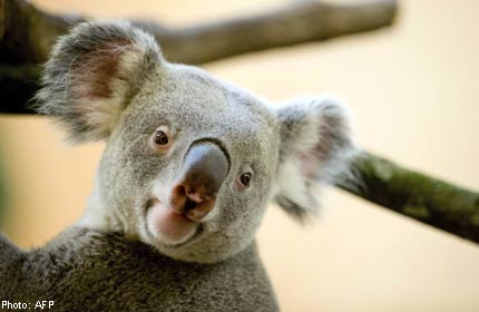 Male koalas use extra vocal cords to woo ladies, News - AsiaOne