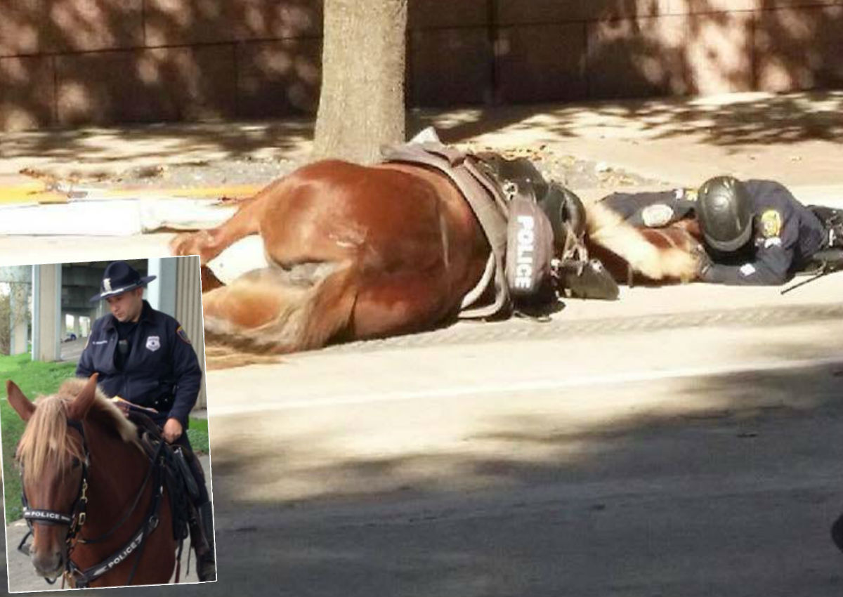 Photo captures moment US police officer comforts dying horse partner