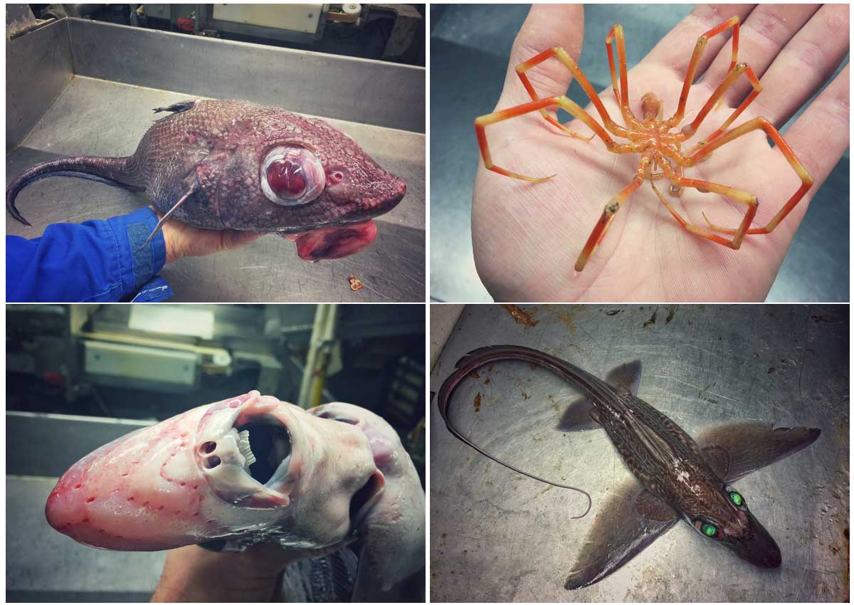 Russian Fisherman's Photos Of The Weird - And Terrifying - Deep Sea ...