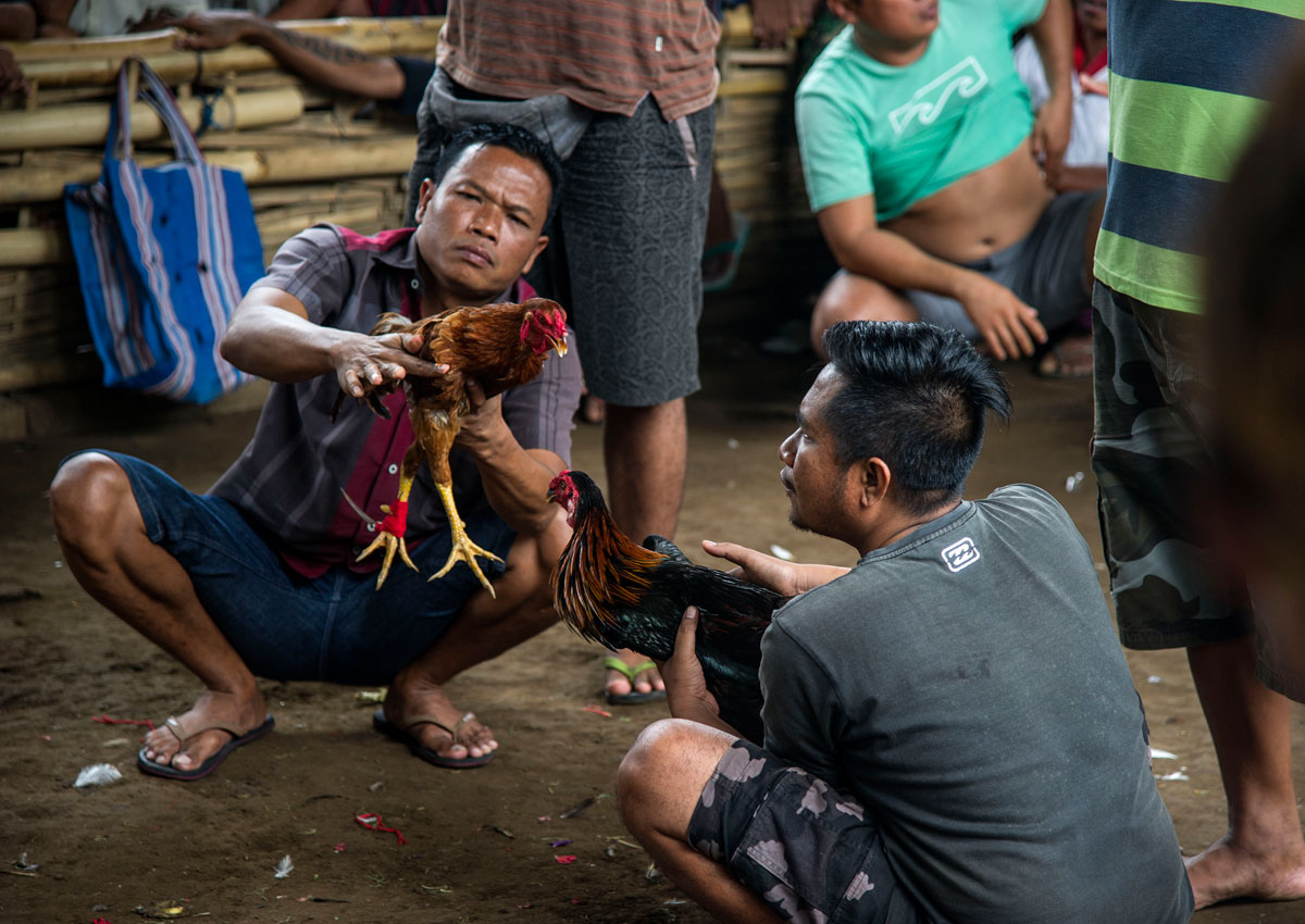 Volcanic Eruptions No Match For Cockfighting Balistyle Asia New