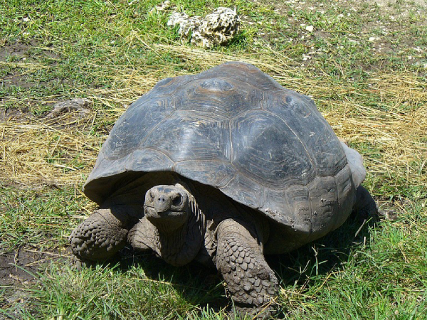 Galapagos giant tortoise gene study hints at longevity secrets, Health ...