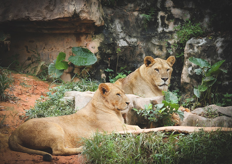 4 lions at Spanish zoo test positive for Covid19, World