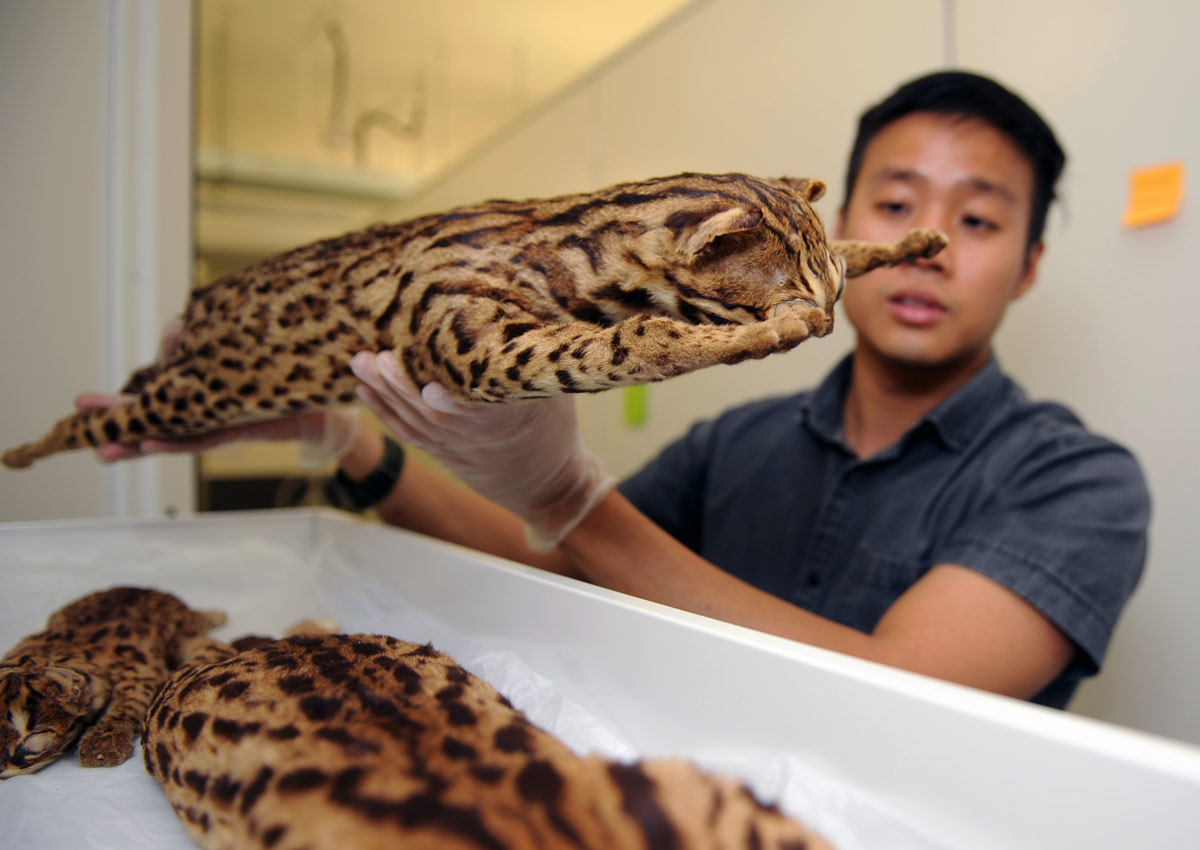 Singapore's last remaining wild cat species , Singapore News - AsiaOne