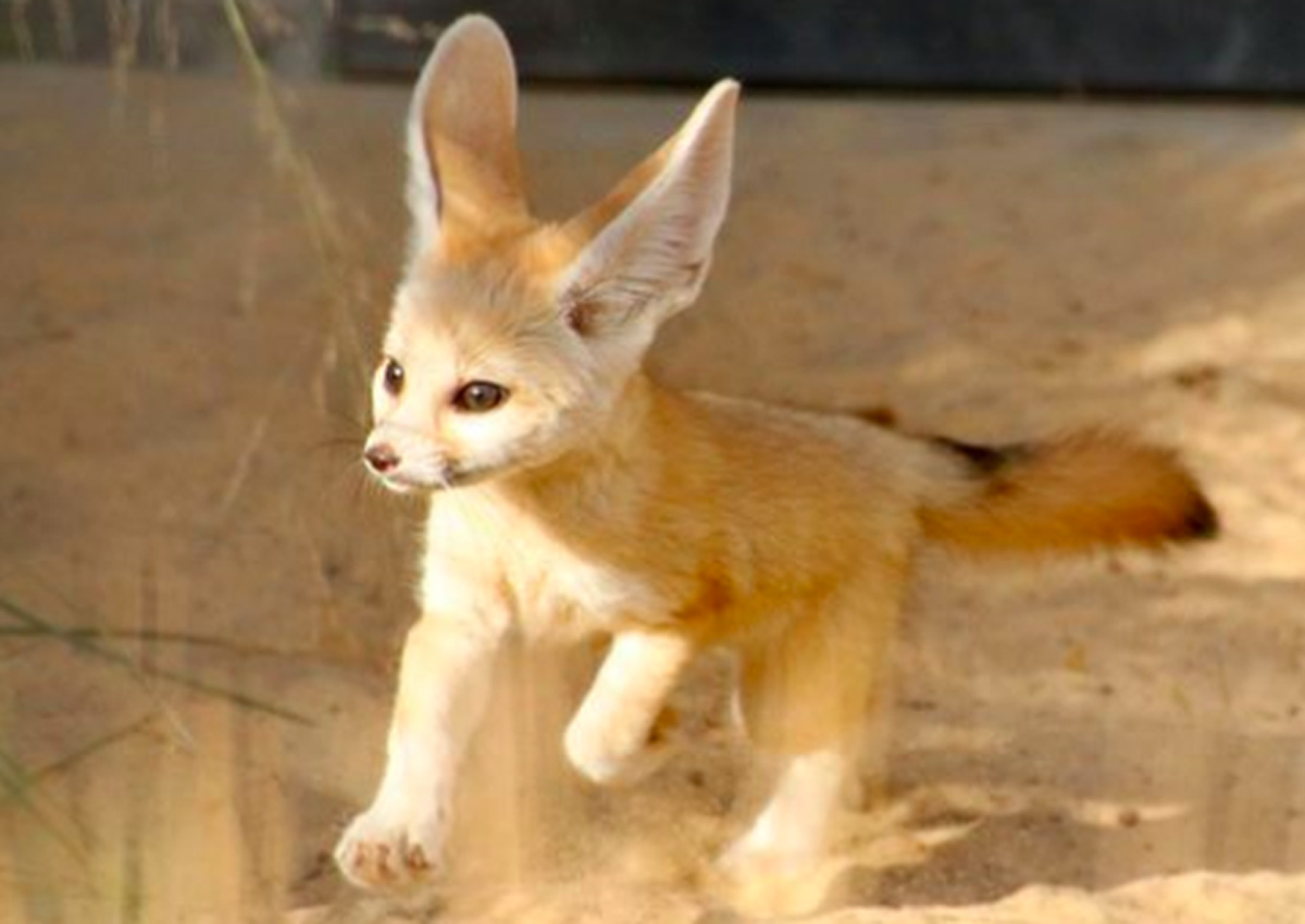 Smallest fox with the biggest ears is here to end your week on a cute