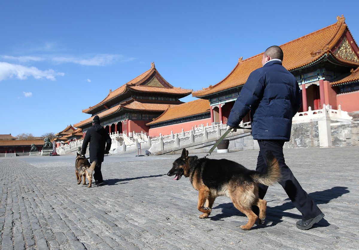 china travel with dog