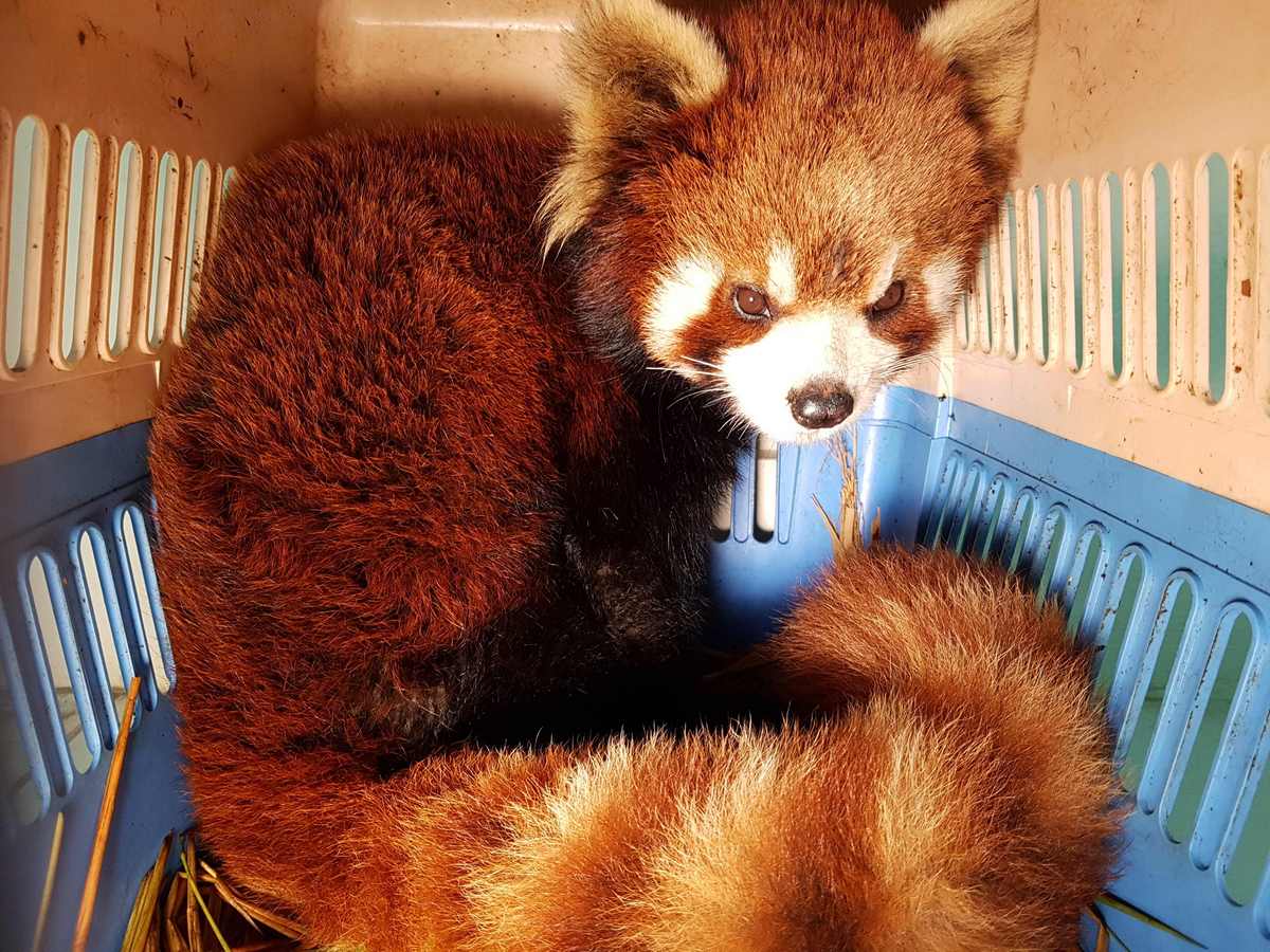 Red pandas rescued in Laos stir fears over exotic pet trade, Asia News